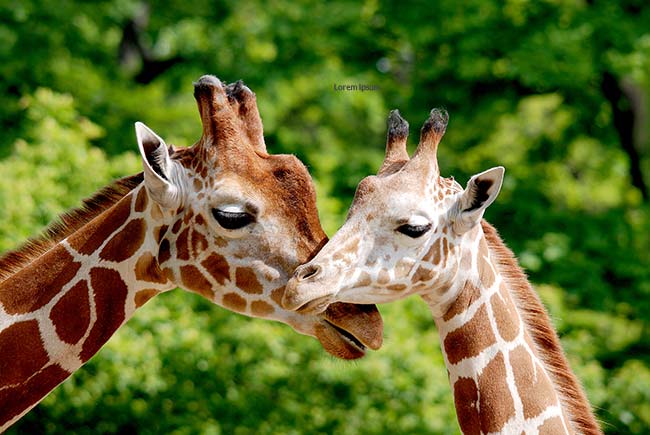 Giraffes